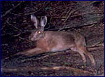 Фотография серого зайца сделання скрытой камерой