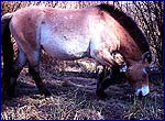 Фотография лошади Пржевальского сделання скрытой камерой