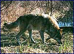 Волк - canis lupus в зоне отчуждения