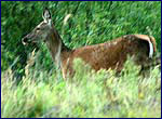 Cervus elaphus