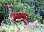 Red deer