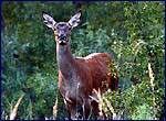 Red deer in chernobyl exclusion zone