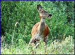 Deer in exclusion zone