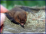 Pipistrellus nathusii