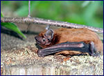 wildlife of exclution zone - Nyctalus noctula