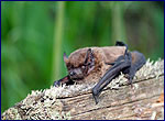 Bats Nyctalus leisleri