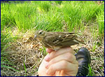 Pipit in forest ecosystem