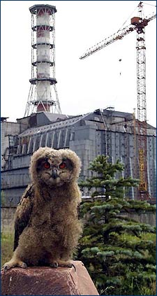 фото филина возле Чернобыльской АЭС на фоне Саркофага