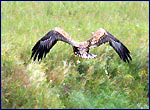 �����-��������� ��� ������ ��������