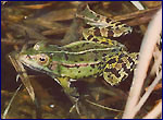 Amphibia on the territory of exclution zone