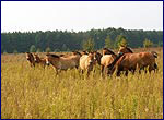 Horse in chornobyl zone
