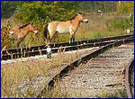 Horse and railroad