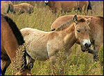 Foal