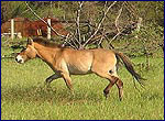 Equus przewalskii