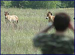 Equus przewalskii and scientist