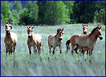 Herd of horse