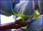 wildlife of ecxlution zone photo