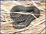snake
