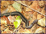reptile in chernobyl zone