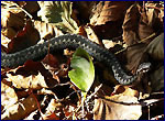 Snake in chernobyl zone
