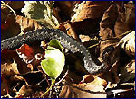 Snake photos