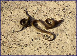 grass-snake
