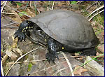 tortoise
