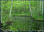 wildlife chornobyl zone