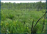 Photo of chernobyl zone bog