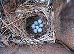 Nest of flycatcher in Red Forest