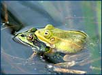 Radioactive Frog