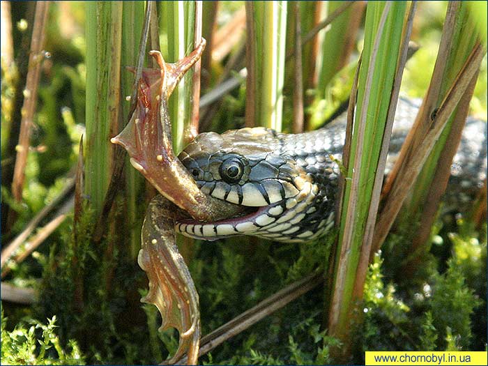 English Grass Snake