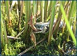 Photo of grass-snake