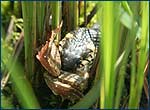grass-snake and frog