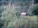 Przewalski horses in Red Forest