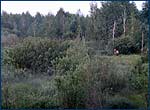 Picture horses in Chernobyl zone RED FOREST
