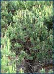 Vegetative mutation in the RedFores