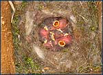 Nest of ox-eye photo