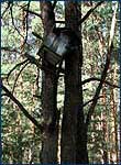 Photo of owl's nest boxes in Red Forest site