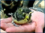 Nestling of ox-eye