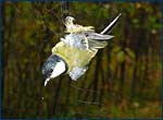 ox-eye in ornithological nets