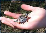 Nestling of ox-eye in Red Forest