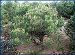 Generative mutation in Red Forest Zone of alienation