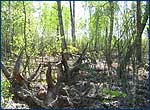 Dead Forest on the territory of Chernobyl Zone