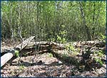 Tree abatis in Red Forest site