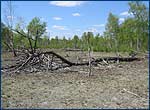 Reafforestation on the radioation dead forest site