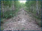 View on the Trench in Red Forest