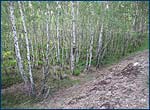 View Nesting Boxes in Chernobyl's Red Forest