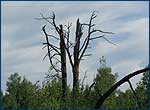 The trees of Red Forest that remain since 1986