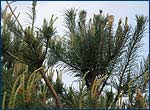 Pine trees mutation that grown on the territory of Red Forest